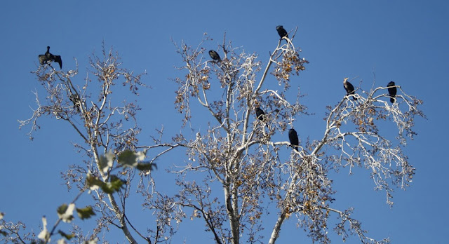 cormorants-perched-high-in-a-birch-tree