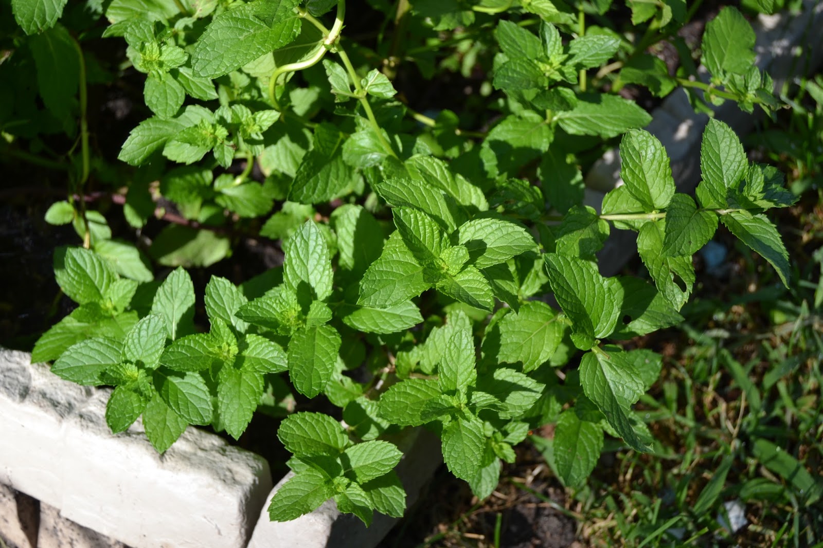 Flower and Garden Pests and Diseases of Mint