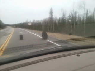 black bear and cubs on highway on way to anglers kingdom huge giant trophy pike walleye Red Lake Ontario Canada fishing report Nungesser Anglers Kingdom
