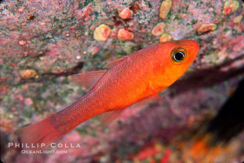 Guadalupe Cardinalfish (Apogon Guadalupensis)