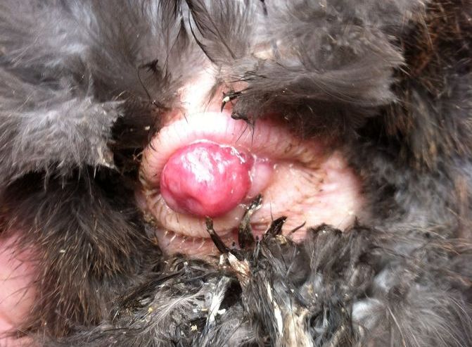 Prolapse Shit Prolapse Shit