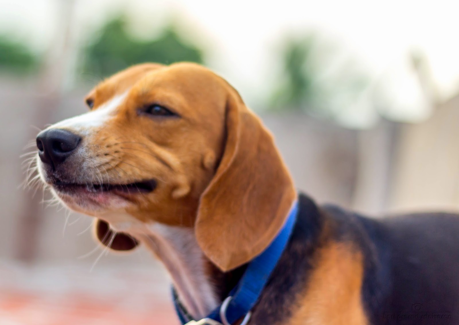 Beagle biting its food photo
