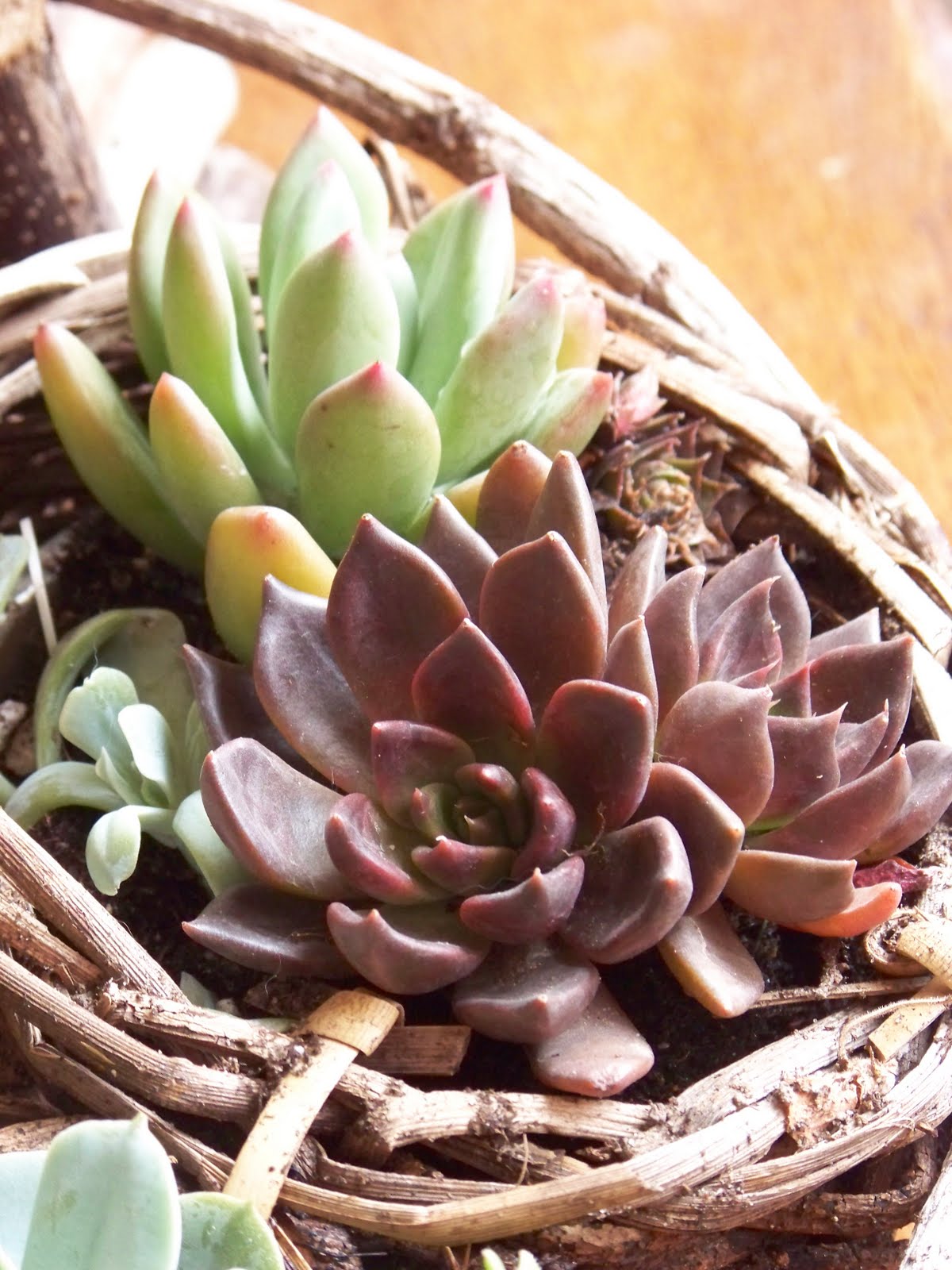I Love My Garden: New Succulent Container