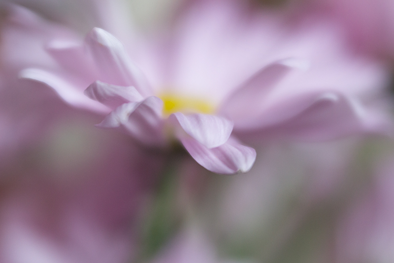 Kathleen Clemons Photography Lensbaby's New Velvet 56