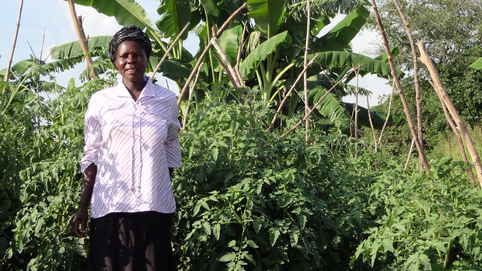 Word and Seed in Uganda Conservation Agriculture in Progress