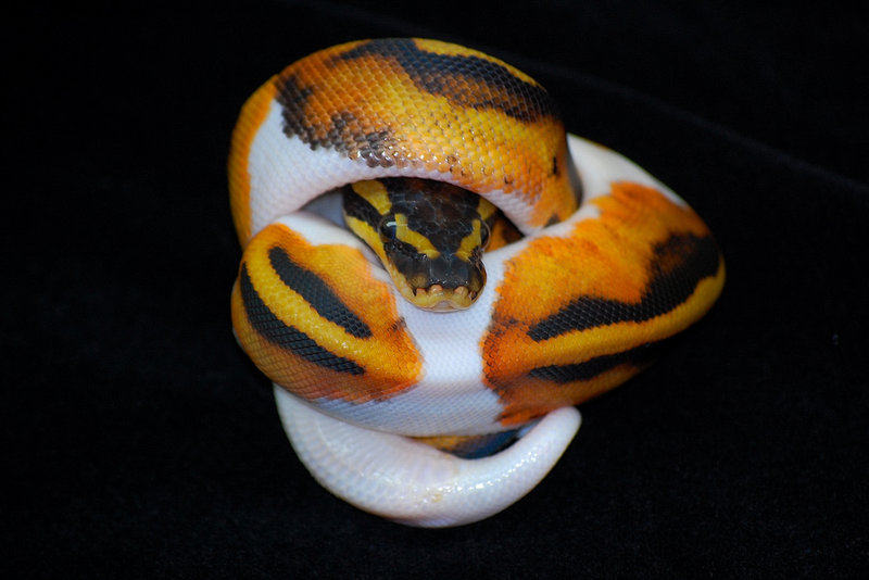 Snakes: Piebald Ball Python