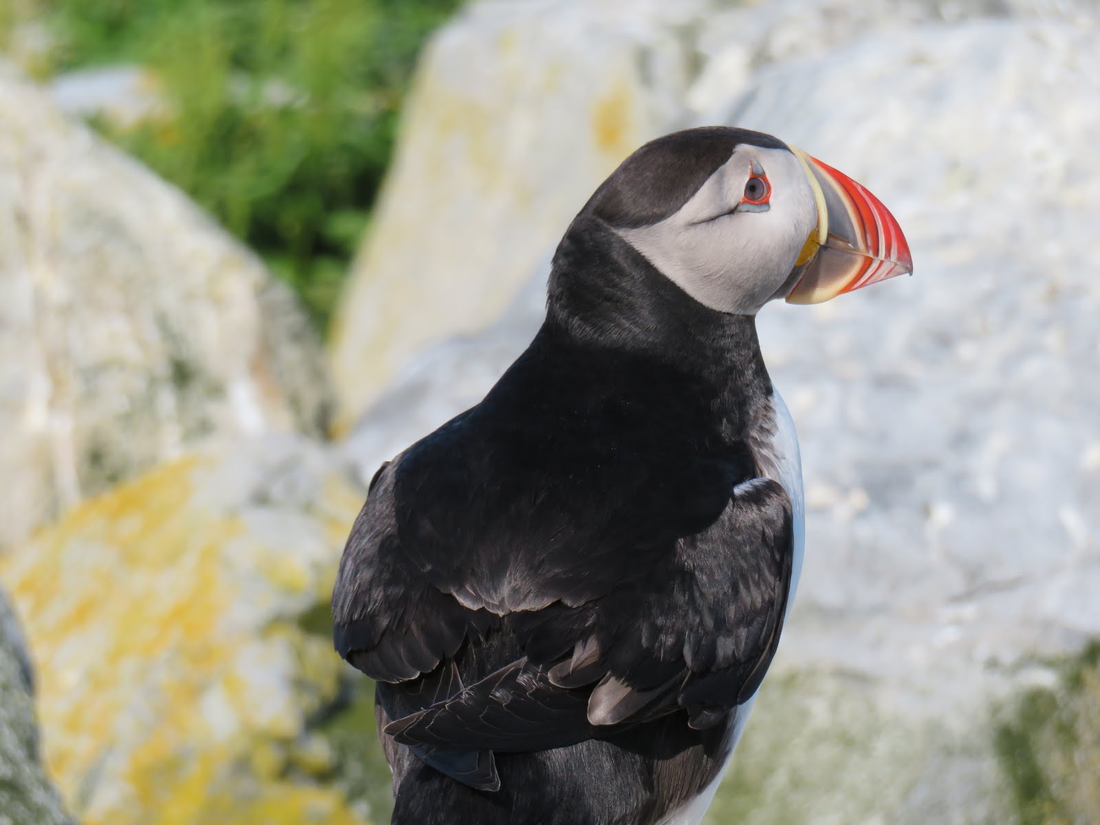 Puffins - Out of our Blind - June 2016