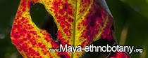 MAYA-ETHNOBOTANY.ORG