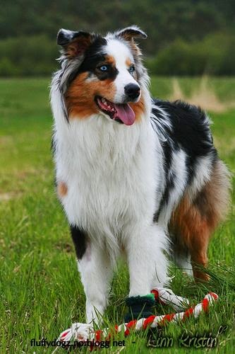 Healthiest Cat Breeds Uk Healthiest Cat Breeds Uk