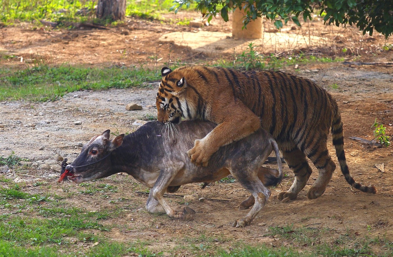 tiger_eating_calf.jpg