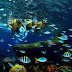 Saiba tudo sobre o Marine Life Park