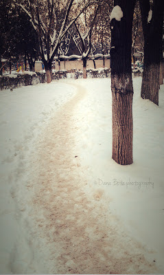 winter path 2012