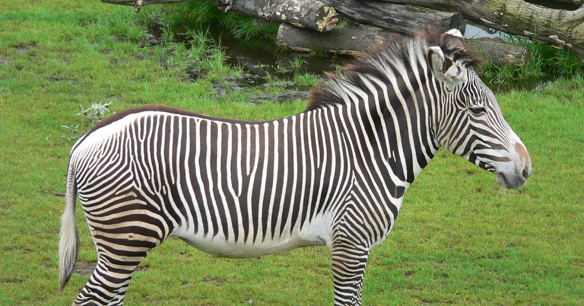 Zebra Wallpaper Pack 1 (1600x1200) Wallpapers Pictures Lovers