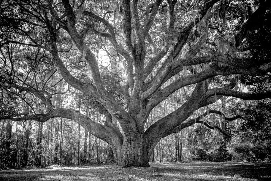 blake and nature essay blake and nature essay