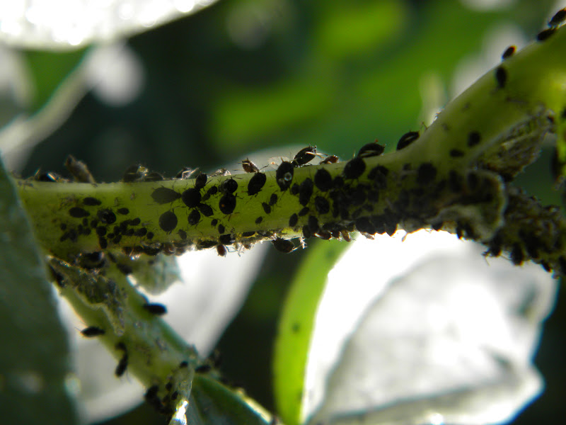 El jardin del angel PLANTAS Y PLAGAS
