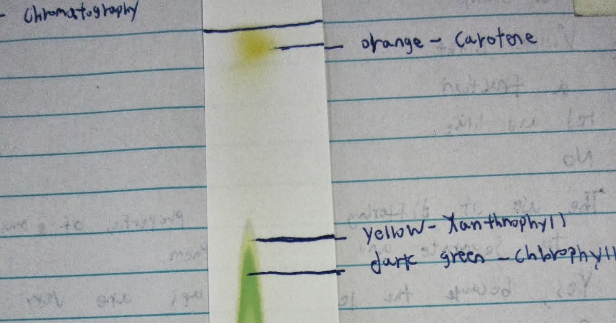 Mrs. Van Gundy's Science Blog Paper Chromatography....pigments are for