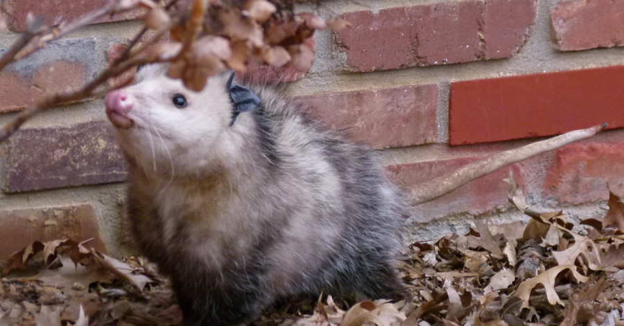 Life, Birding, Photos and Everything: Playing "Opossum"