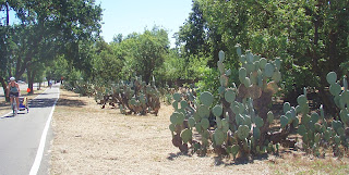 Cactus Corner, Davis, CA