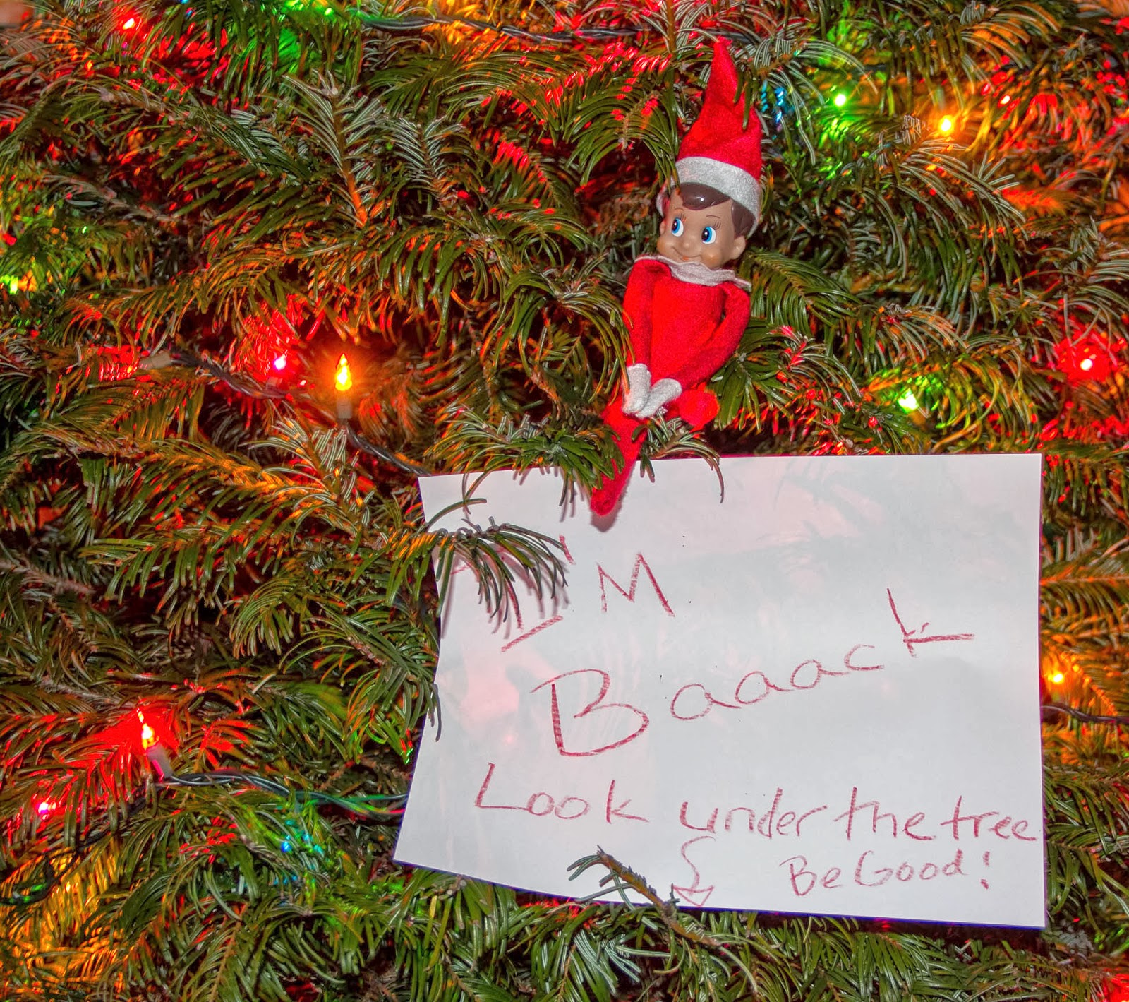 The Fun of Outdoor Movies: Documenting Jackie the House ...