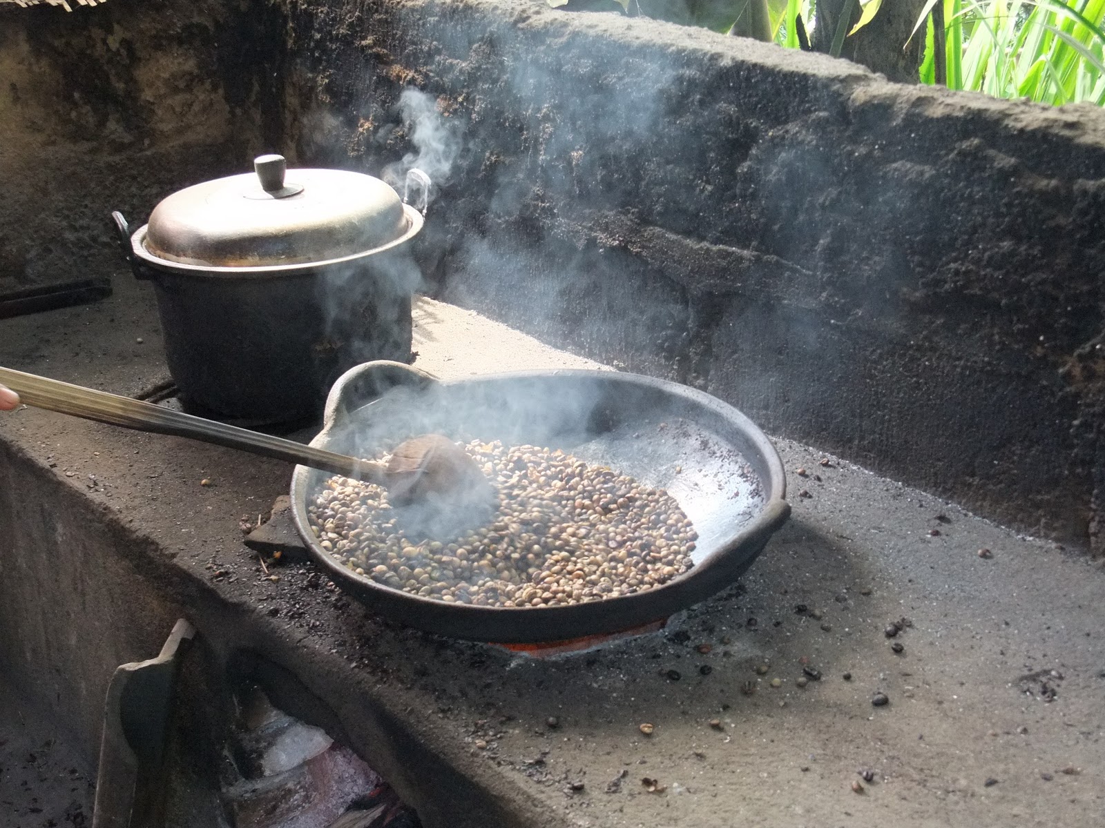 FaT CHIKU Kopi Luwak World's Most Expensive Coffee made of Poop!