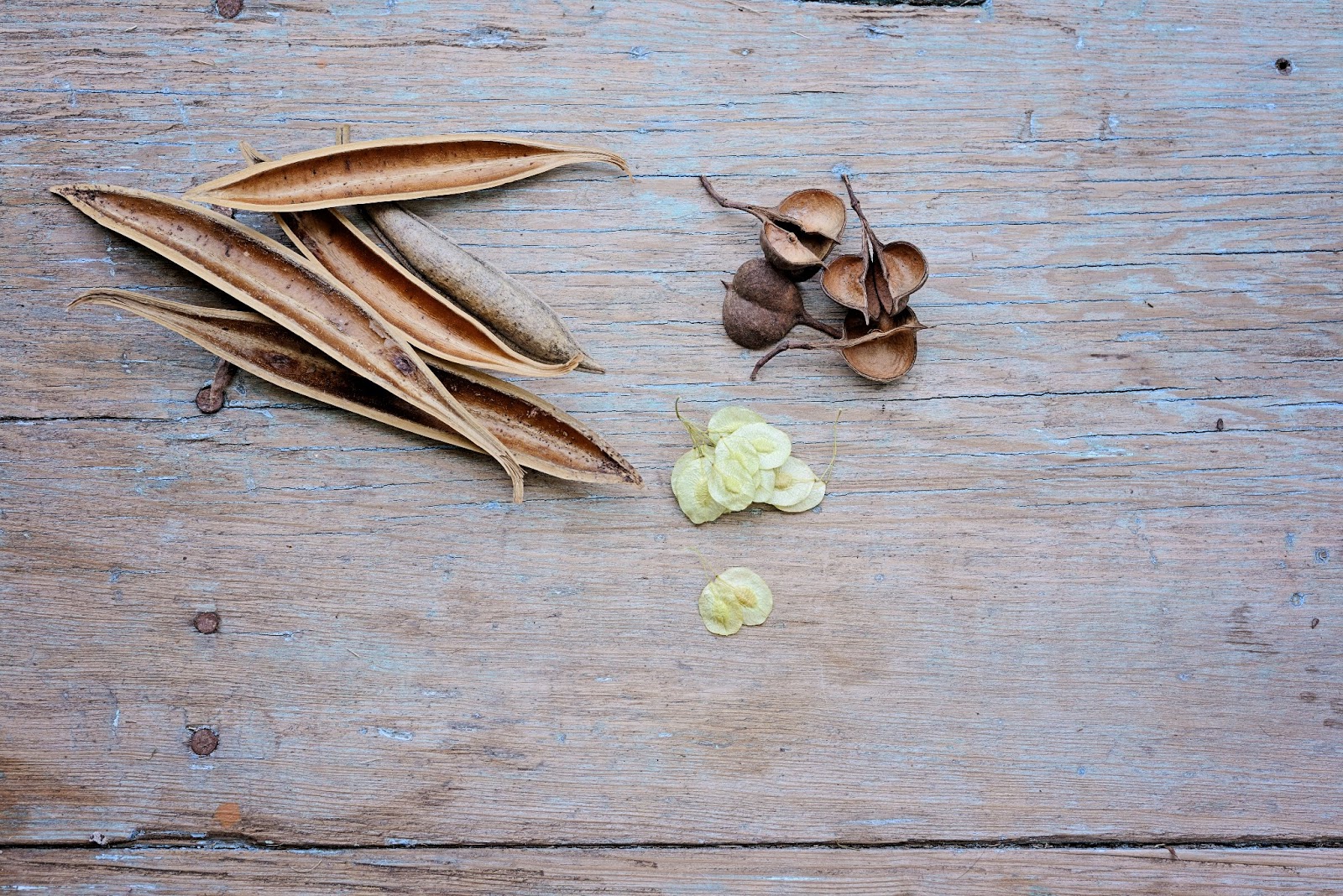 Singing Cicadas & Dancing Junebugs I LOVE seed pods!