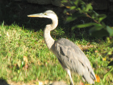 Heron Walking by our Stream