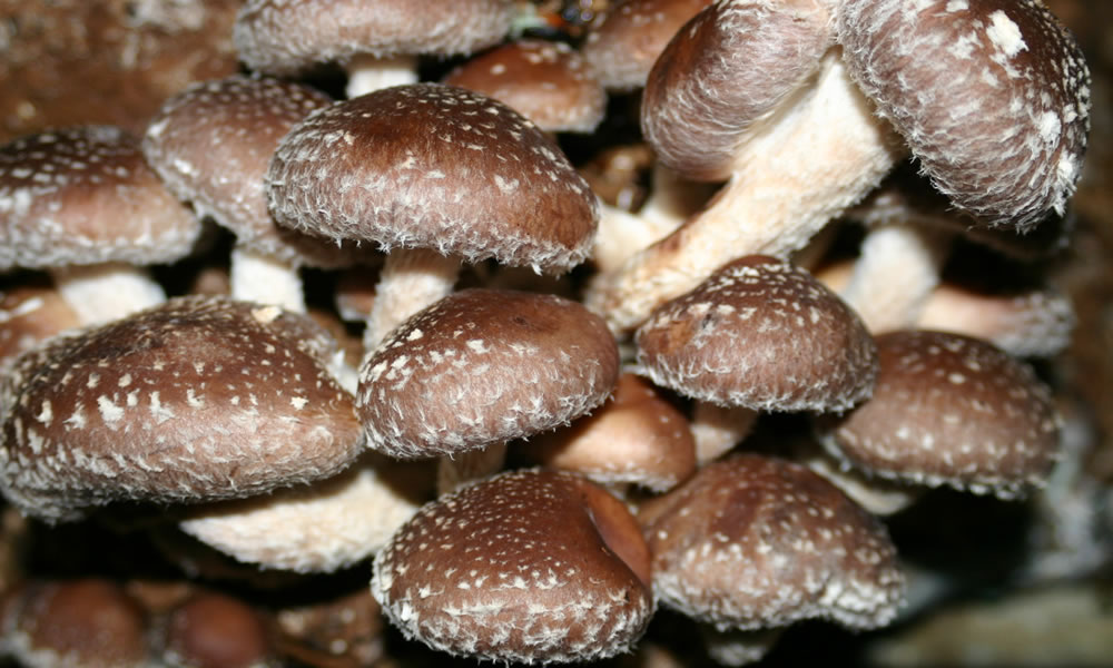 Temperate Climate Permaculture Shiitake Mushrooms