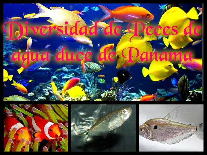 Diversidad de peces de agua dulce de Panamá