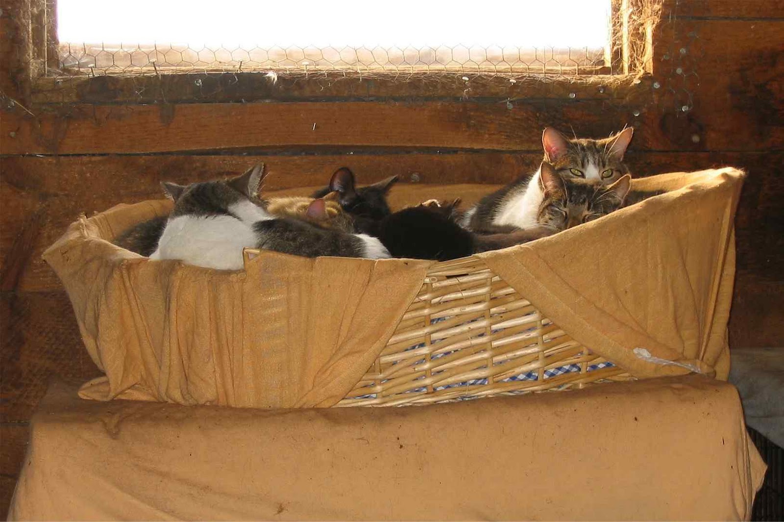 Living the Dream Barn cats
