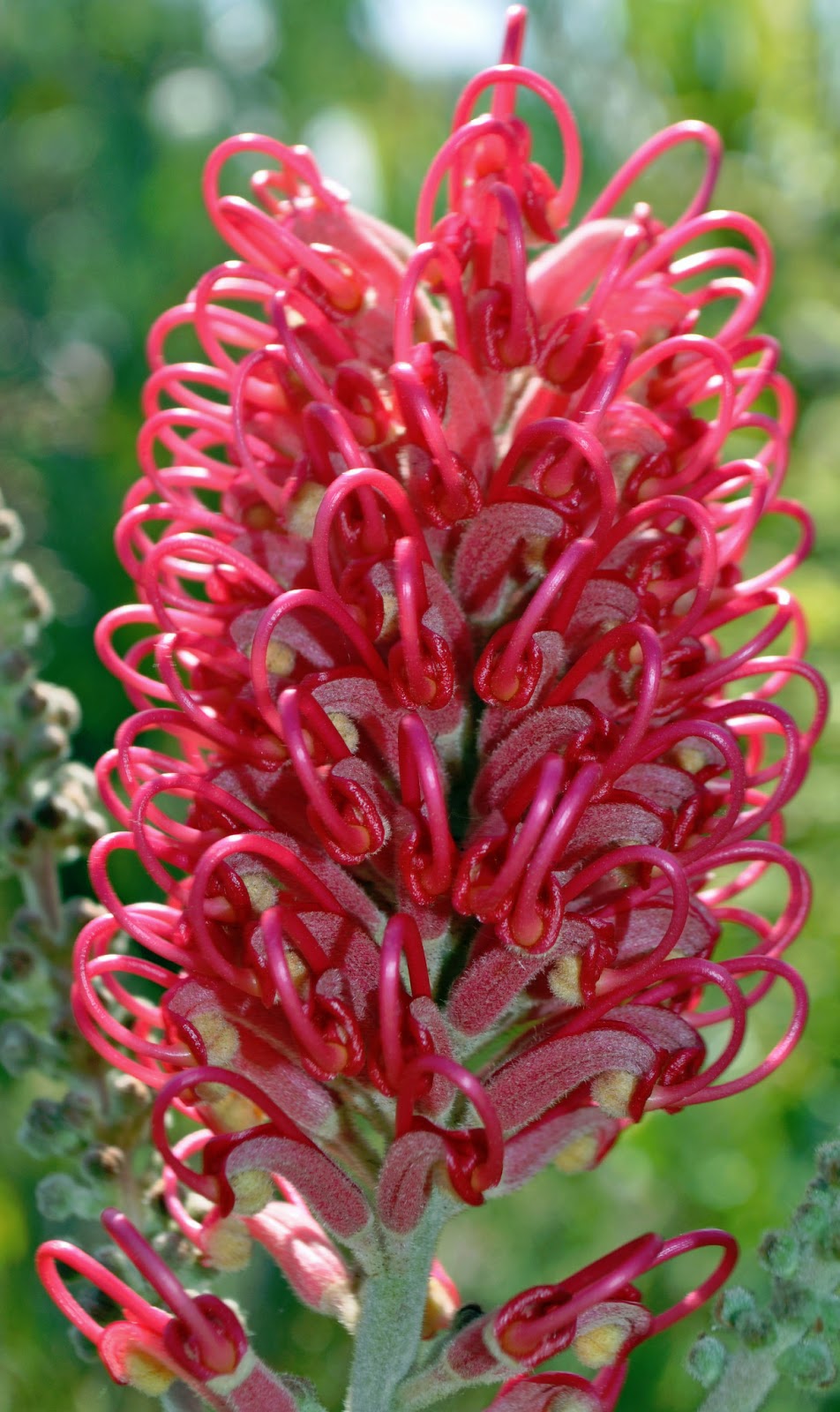 A Passion for Flowers Glorious Grevillea A Passion for Flowers Glorious Grevillea