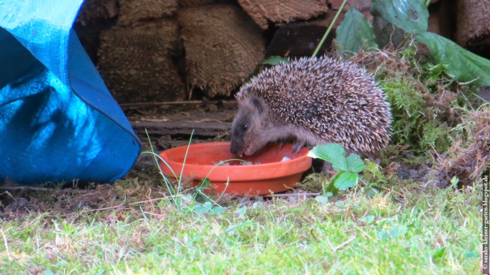 Meine Kleine Welt Garten Ende September 14