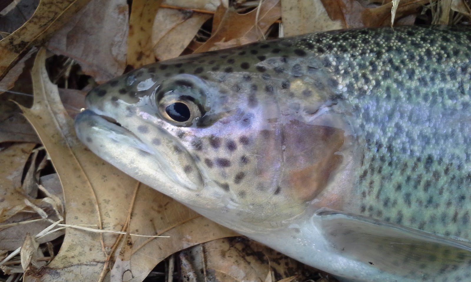 The Show Me Fly Guy Kansas City Urban Trout Fishing Report