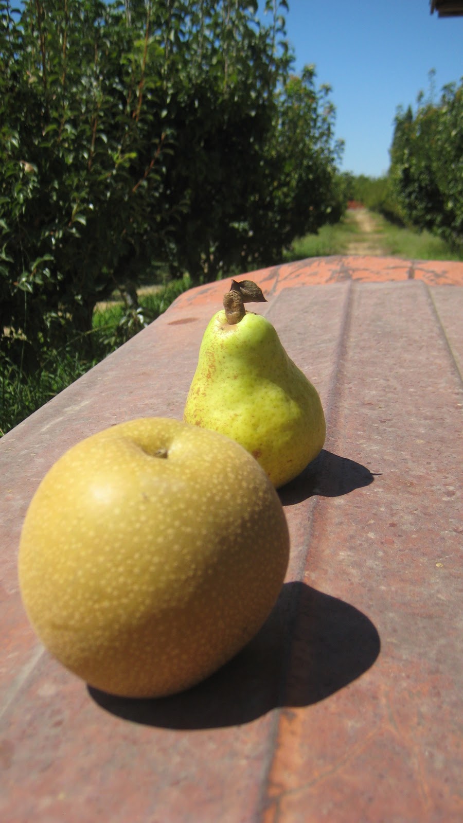 Otow Orchard Fruit Stand Asian vs. European Pears, Sierra Foothills