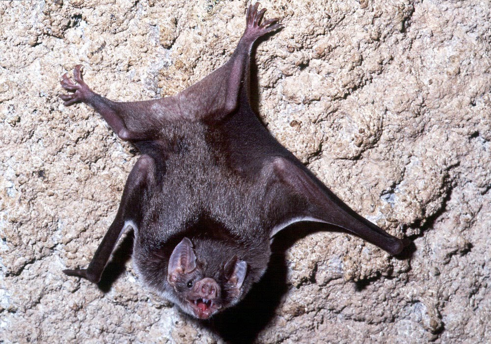 AVEEK Blogs Vampire bats