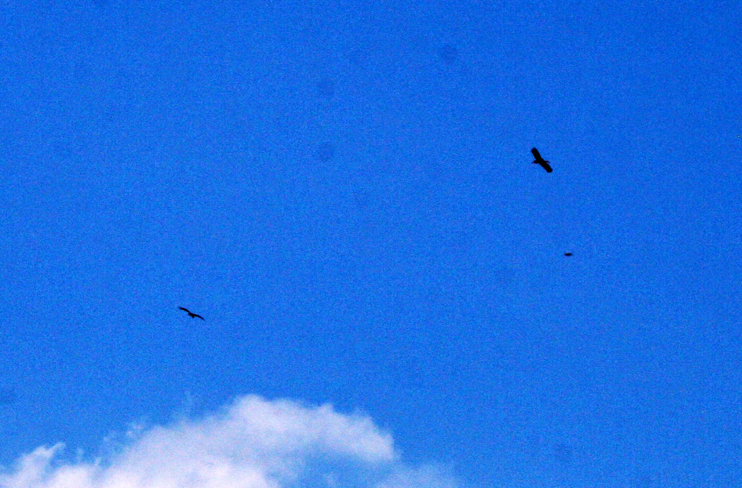 Vultures circling, but not for us Vultures circling, but not for us