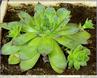 Sempervivum hybridum - Rojnik ogrodowy