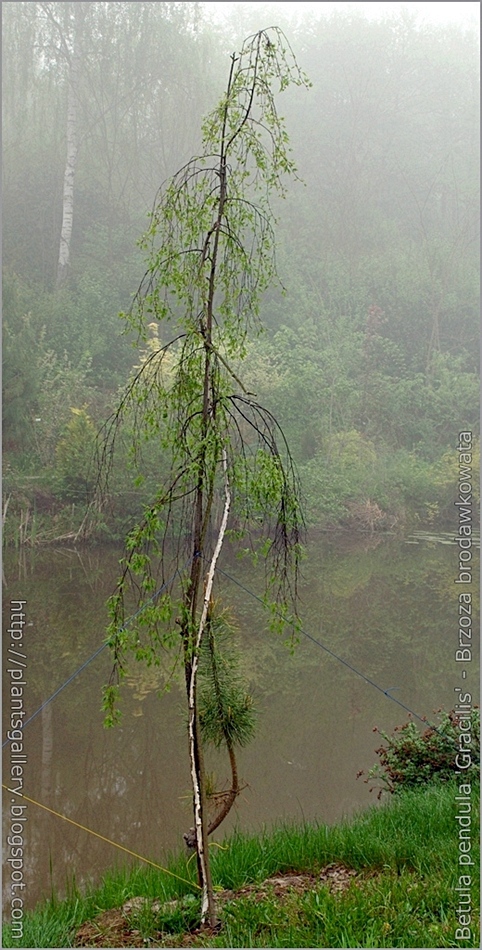 Betula pendula 'Gracilis' - Brzoza brodawkowata pokrój