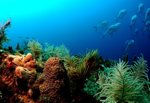 Amazing underwater photography, cool underwater wallpapers & pictures Amazing Underwater Photography, Cool Underwater Wallpapers & Pictures