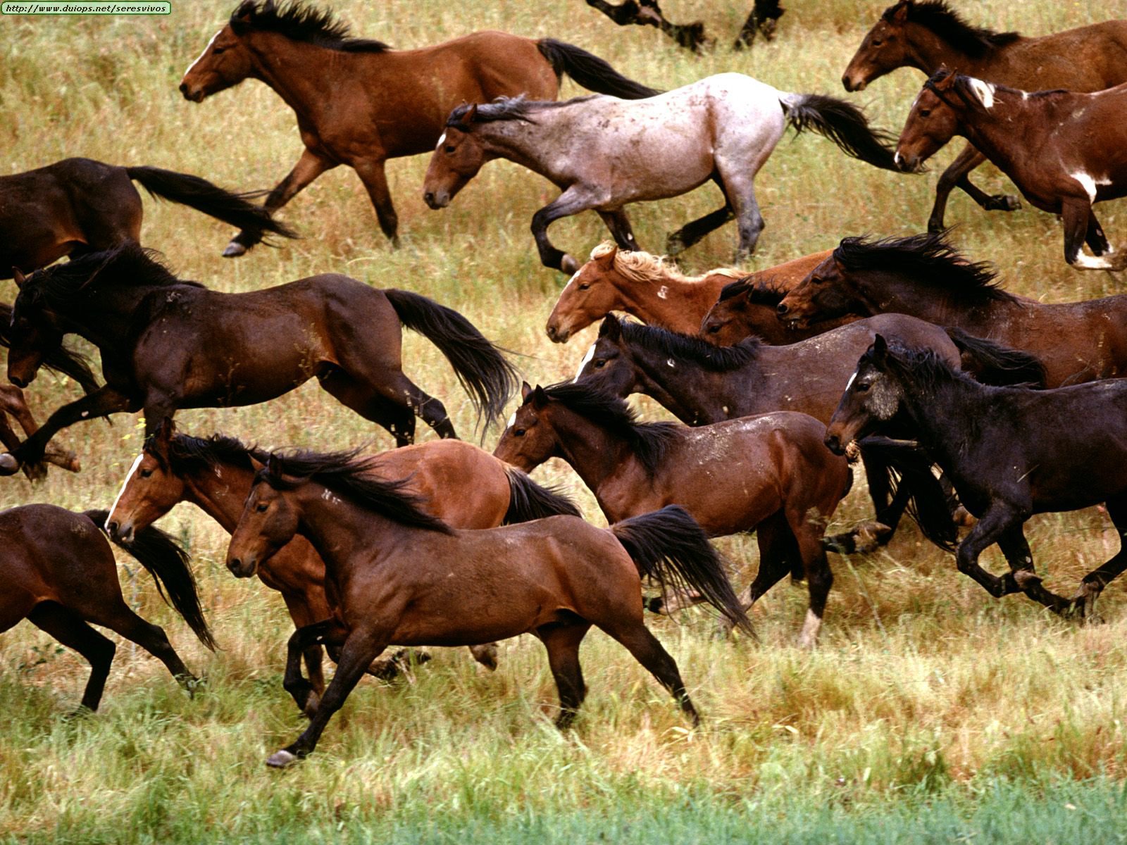 HD Animals Wallpapers:...