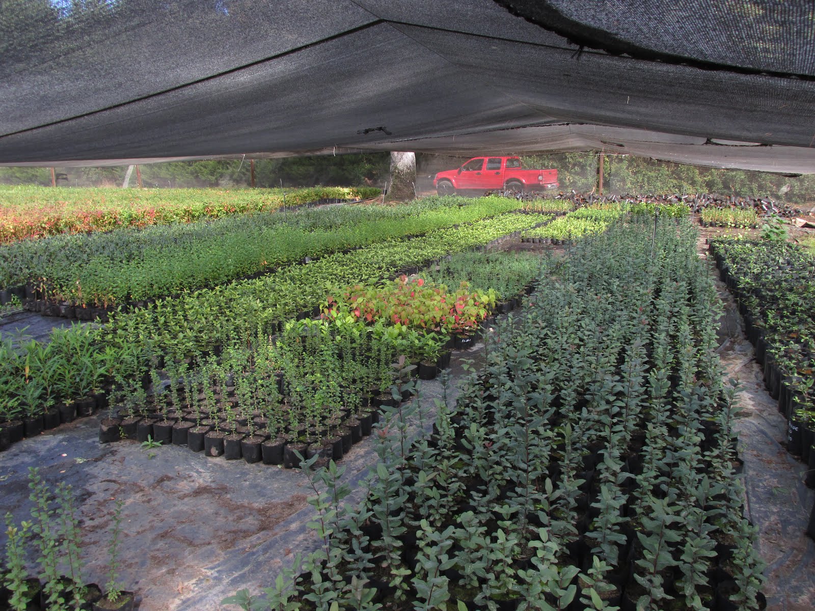 2) Asesorías para propagación de plantas en invernadero
