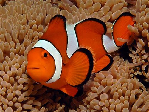 Clownfish Pics