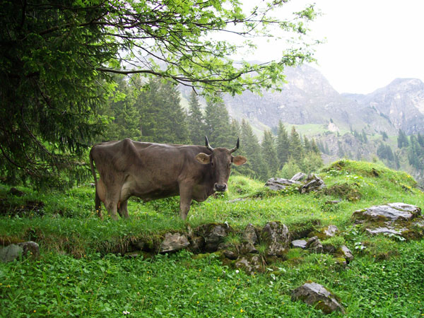 Hotel Paradiese Kuhe Kase Krautermassagen Natururlaub Im