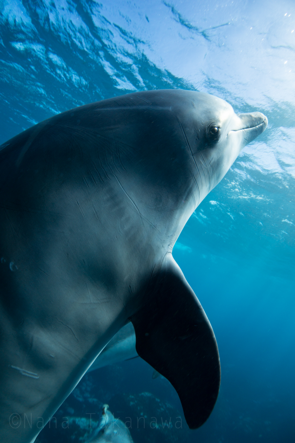 水中写真家 高縄奈々のブログ A6000でイルカの水中撮影