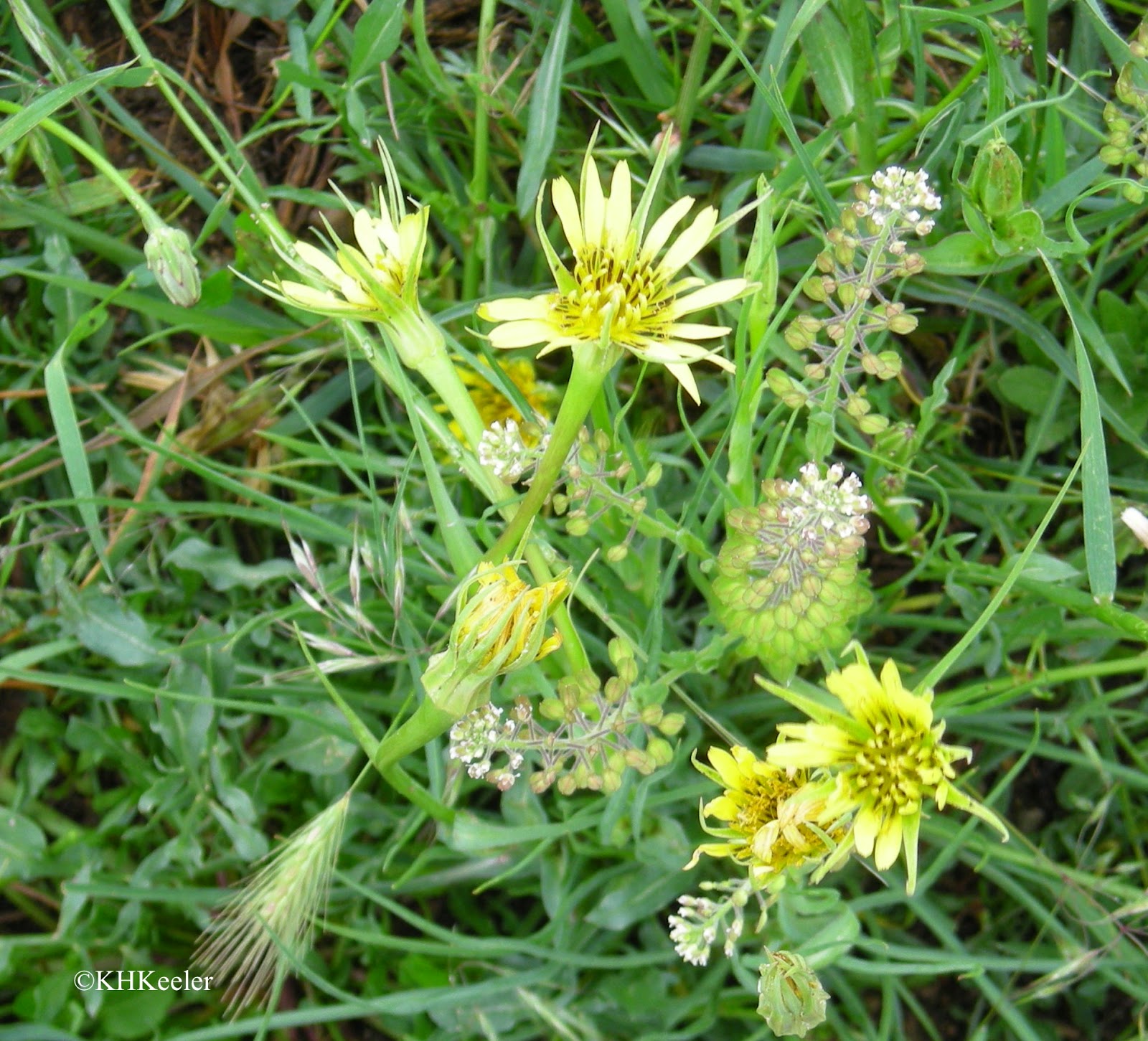 A Wandering Botanist Plant Story Yellow Salsify