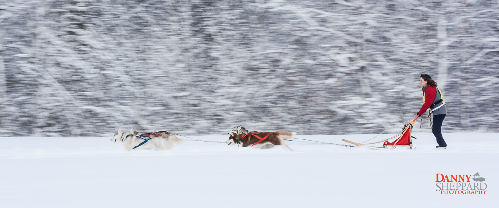 Marmora SnoFest Dogsled Races Marmora SnoFest Dogsled Races