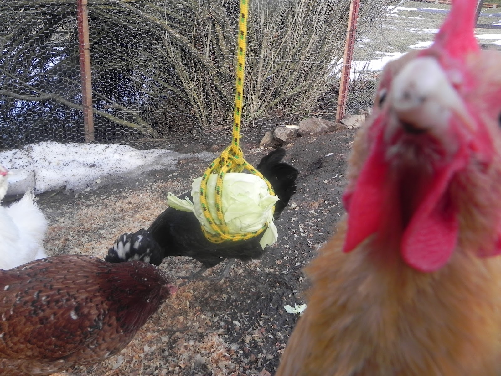 Chicken Chapel Cabbage Tether ball a Bust