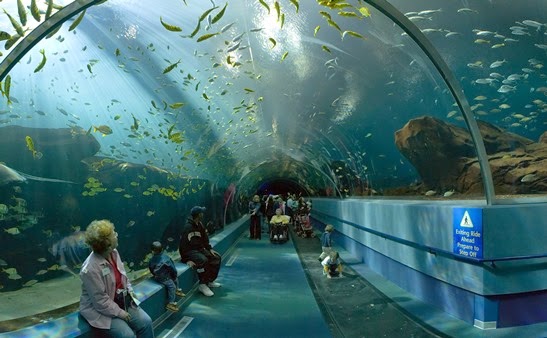 El acuario más grande del mundo (Acuario de Georgia).