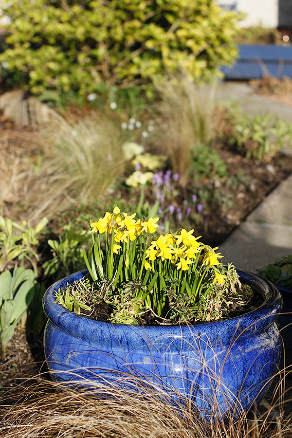 The Tête-à-tête daffodils started to flower in the last week of February The Tête-à-tête daffodils started to flower in the last week of February