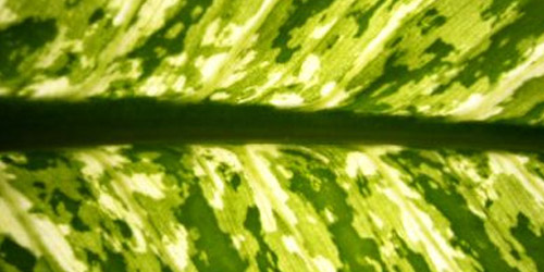 15+ Free Leaf Green Brown Textures Download