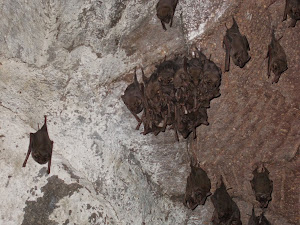 "Horse Shoe" bats inside the tunnel passage.